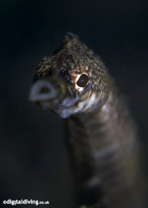 Portrait of Longsnout Stick Pipefish. Taken with D200 and... by David Henshaw 